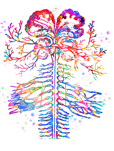Brachial Plexus Injury